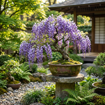 Purple Wisteria Bonsai Seeds for Planting  Elegant Perennial Blooms