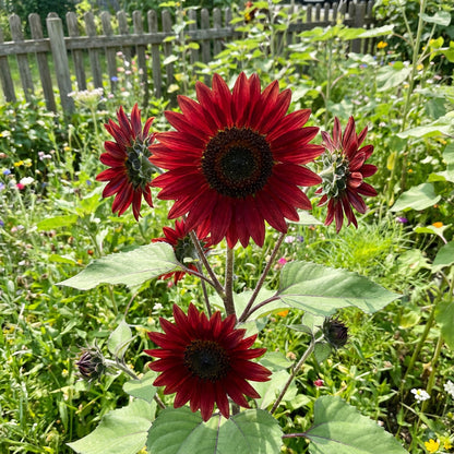 Red Sunflower Seeds for Planting - Moulin Flower Variety