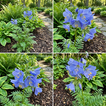 Blue Polemonium Flower Seeds for Planting - Perennial Beauty