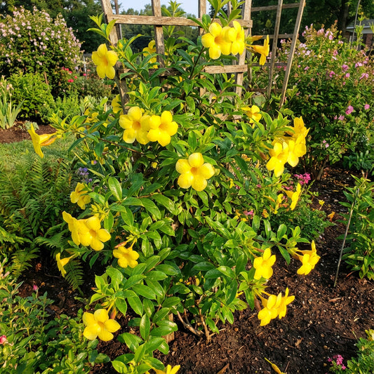 Yellow Beautiful Allamanda Flower Planting Seeds