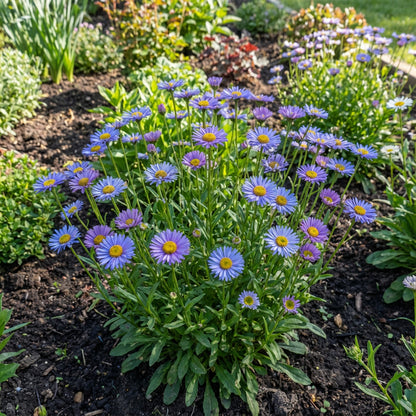 Blue Erigeron Flower Seeds for Easy Planting