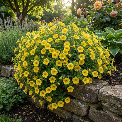 Yellow Superbells Calibrachoa Flower Planting Seeds