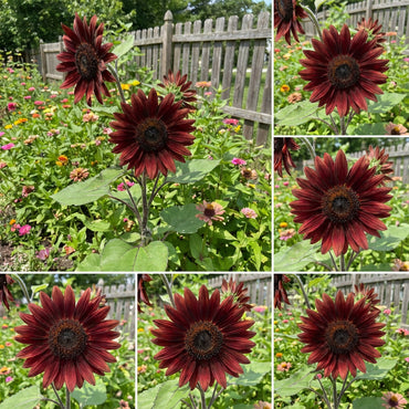 Chocolate Sunflower Seeds - Perfect for Planting