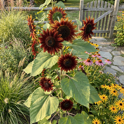 Chocolate Sunflower Seeds - Perfect for Planting