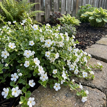 White Snowtopia Flower Planting  Seed for Elegant White Blooms