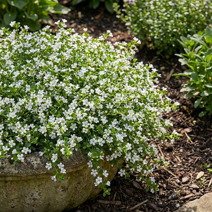 White Snowtopia Flower Planting  Seed for Elegant White Blooms