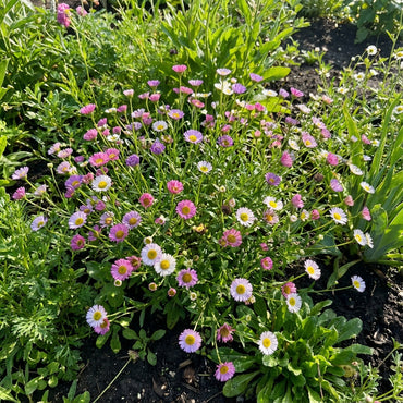 Mixed Erigeron Flower Planting Seeds - Colorful Garden Blooms