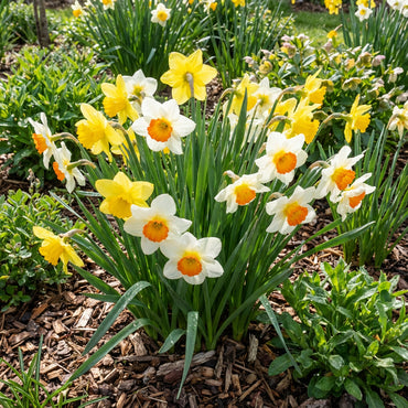 Premium Mixed Daffodil Flower Seeds for Garden Planting