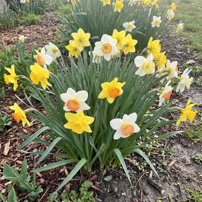 Premium Mixed Daffodil Flower Seeds for Garden Planting