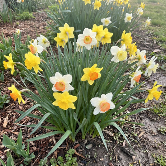 Premium Mixed Daffodil Flower Seeds for Garden Planting