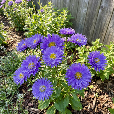 Blue Callistephus Flower Seeds  Perfect for Planting