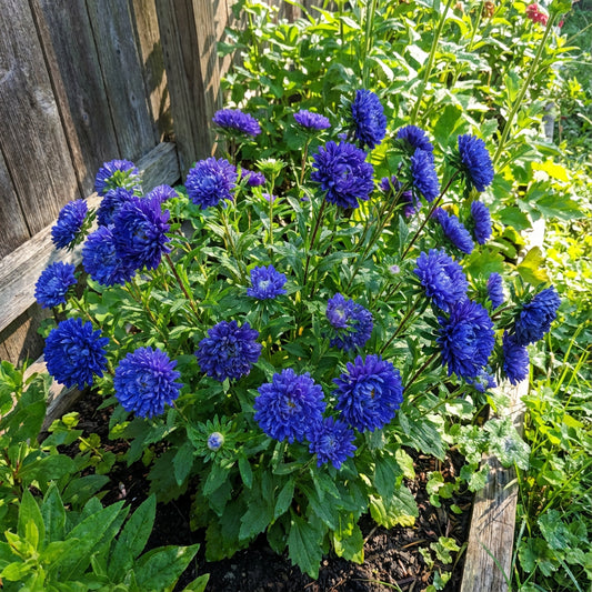 Blue Callistephus Flower Seeds  Perfect for Planting