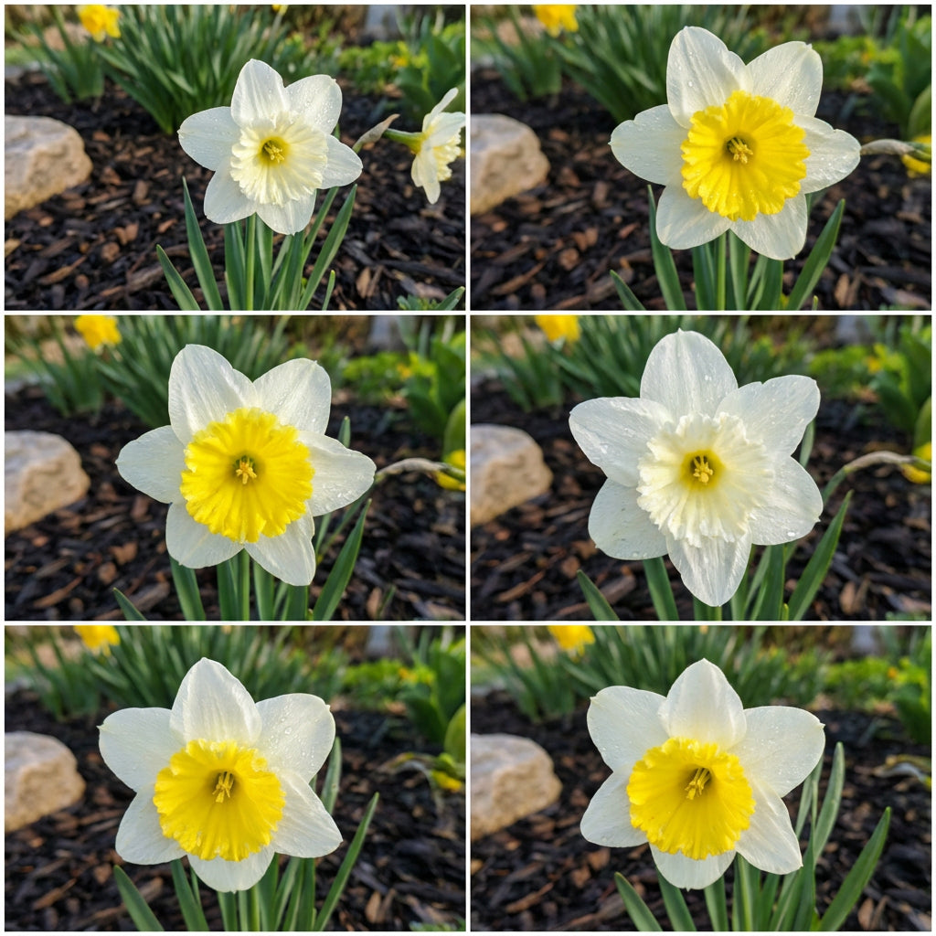White Yellow Narcissus Flower Seeds for Planting  Seed for Bright, Cheerful Blooms in Gardens, Ideal for Home and Outdoor Spaces