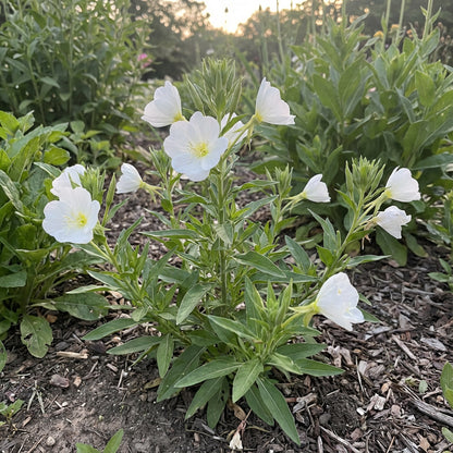 White Evening Primrose Flower Seeds for Planting - Seed for Captivating Nighttime Floral Beauty