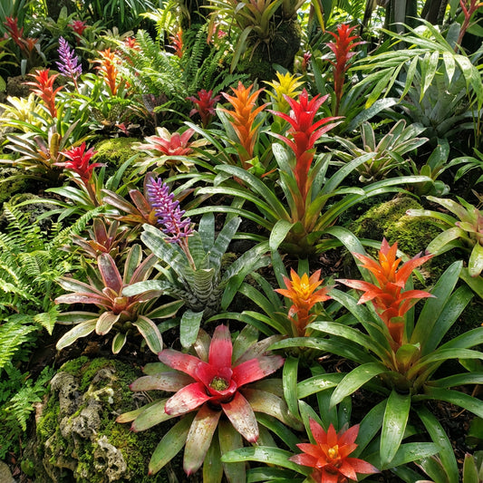 Mixed Bromeliad Planting Seeds