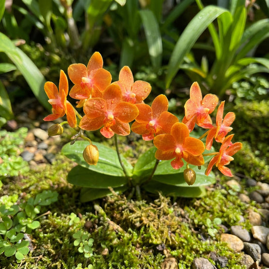 Orange Cattleya Orchid Seeds for Planting  Stunning Garden Flowers
