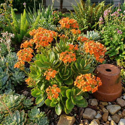 succulent with orange flowers Buy Orange Kalanchoe Seeds Grow Bright Succulent Blooms for Your Garden – Pure Asia Seeds