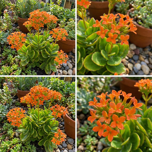 Orange Kalanchoe Seeds  Grow Bright Succulent Blooms for Your Garden