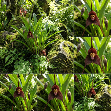 Brown Dracula Flower Seeds for Easy Planting