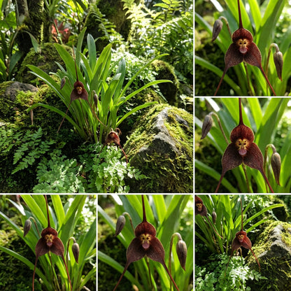 Brown Dracula Flower Seeds for Easy Planting