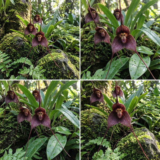 Brown Dracula Flower Seeds for Easy Planting