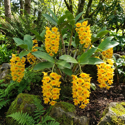 Yellow Densiflorum Flower Seeds for Planting