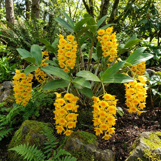 Yellow Densiflorum Flower Seeds for Planting