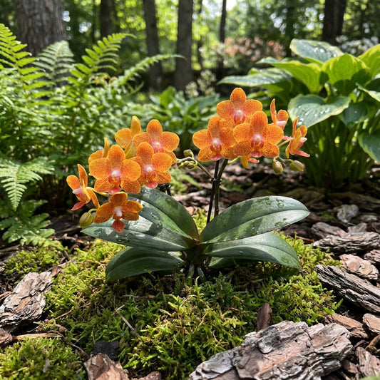 Orange Mini Orchid Flower Seeds for Planting - Vibrant Perennial Blooms