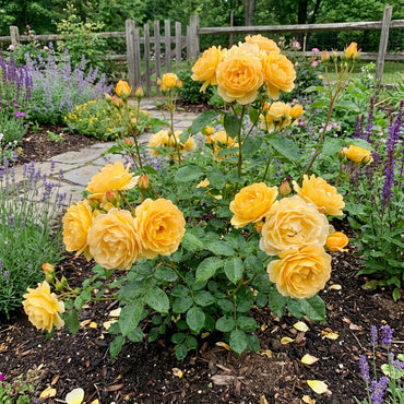 Yellow Rose Seeds for Planting - Beautiful Garden Blooms
