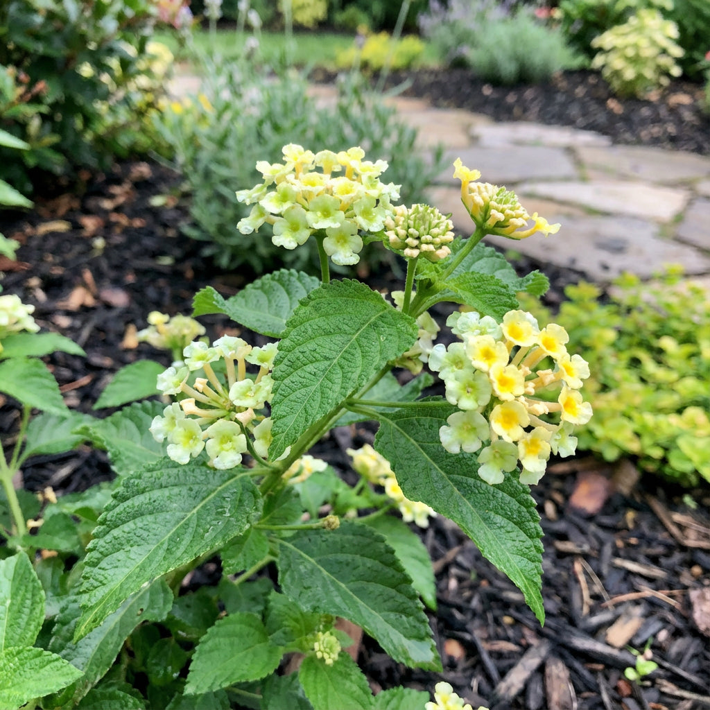 Green Lantana Seeds for Easy Planting