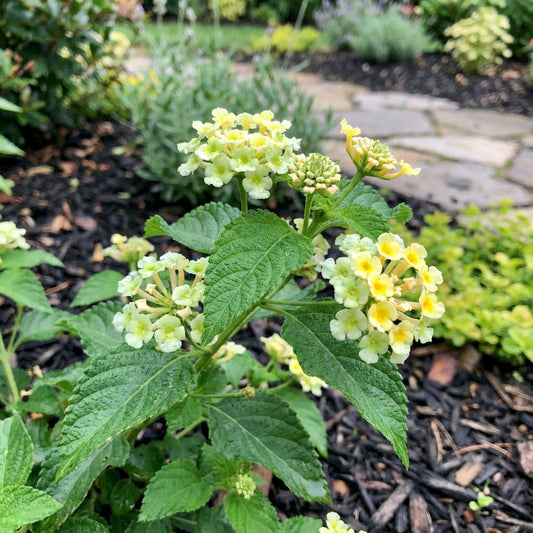 Green Lantana Seeds for Easy Planting