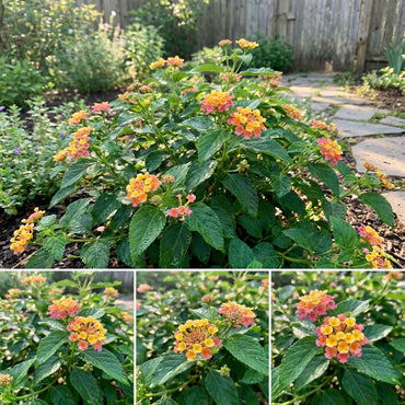 Green Lantana Seeds for Easy Planting