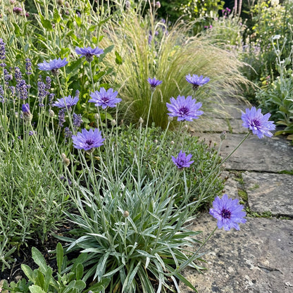 Catananche Flower Seeds - Blue Variety for Planting