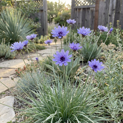 Catananche Flower Seeds - Blue Variety for Planting