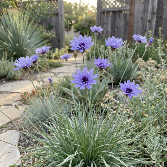 Catananche Flower Seeds - Blue Variety for Planting