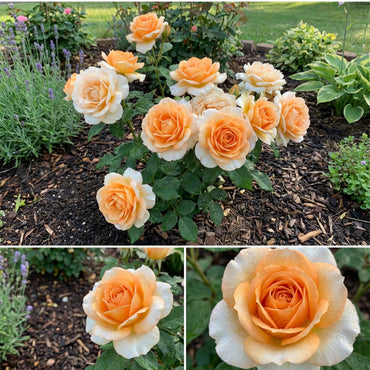 Orange White Rose Seeds for Planting  Beautiful Blooms