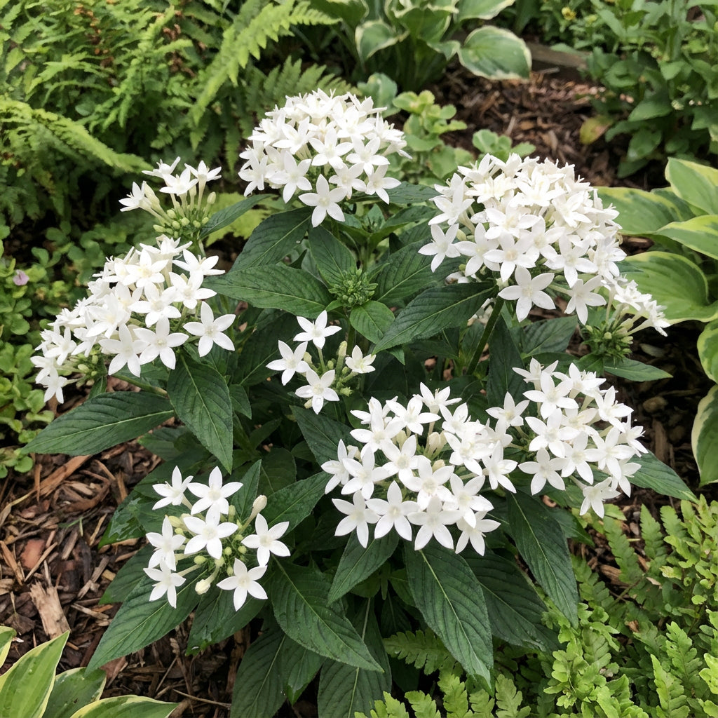 White Pentas Starla Flower Planting - Seeds for Brightening Your Garden with Stunning Blooms