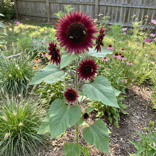 Burgundy Sunflower Seeds  Perfect for Planting