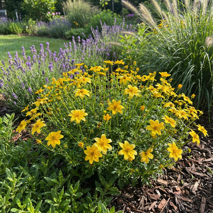Yellow Bidens Flower Garden Planting - Seeds for Colorful Floral Arrangements