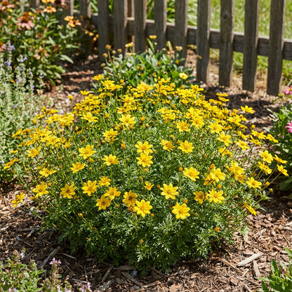Yellow Bidens Flower Garden Planting - Seeds for Colorful Floral Arrangements