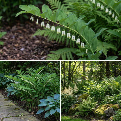 White Polygonatum Planting Seeds for a Lush Garden - Ideal for Shade