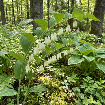 White Polygonatum Planting Seeds for a Lush Garden - Ideal for Shade