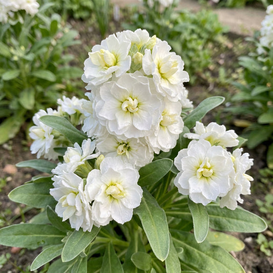 White Scented Stock Flower Seeds for Planting  Seed for Elegant and Fragrant Garden Blooms