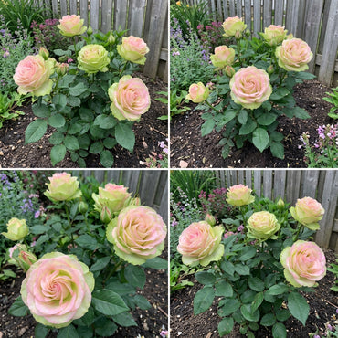 Green and Pink Rose Seeds for Planting