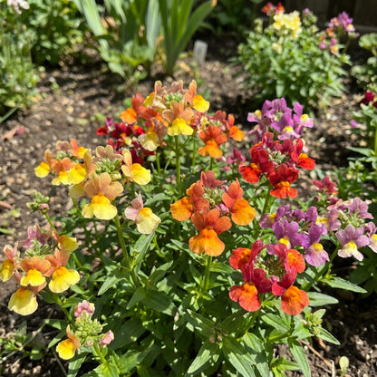 Mixed Nemesia Carnival Flower Seeds for Planting