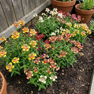 Mixed Nemesia Carnival Flower Seeds for Planting