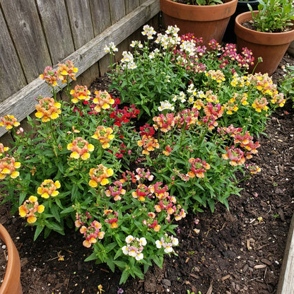 Mixed Nemesia Carnival Flower Seeds for Planting