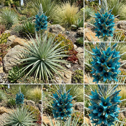 Sea Blue Puya Alpestris Planting Seeds for Exotic Garden Displays - Seeds for Unique and Striking Floral Arrangements