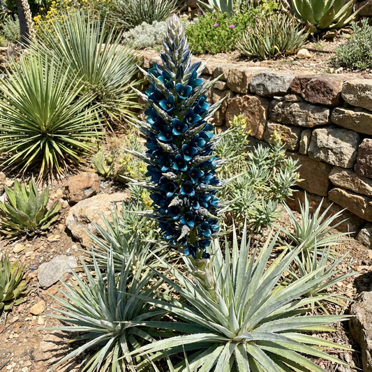 Sea Blue Puya Alpestris Planting Seeds for Exotic Garden Displays - Seeds for Unique and Striking Floral Arrangements