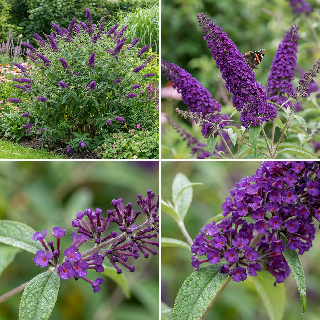 Buddleia Davidii Seeds for Planting - Mixed Colors for a Vibrant Garden